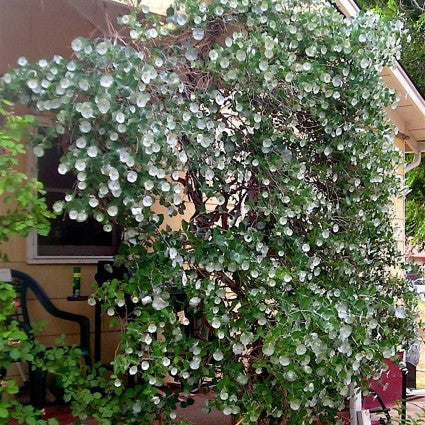 Honeysuckle Kintzley's Ghost® Vine