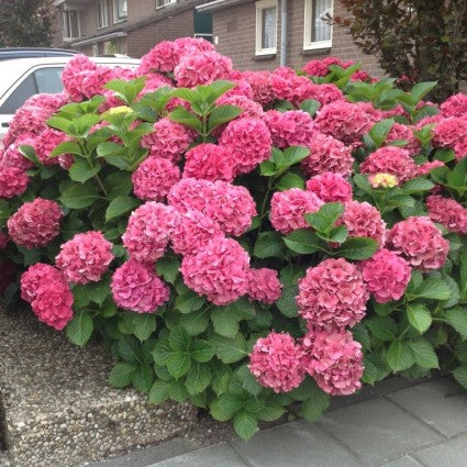 Everlasting™ Garnet Hydrangea