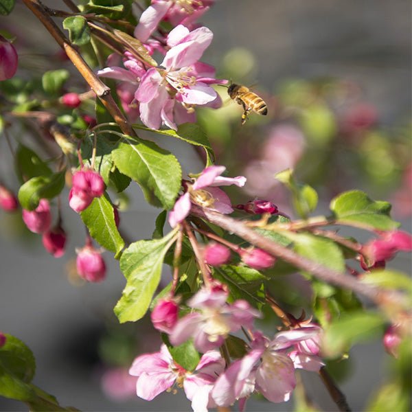 Louisa crabapple pink flowers and deep pink buds with a honeybee