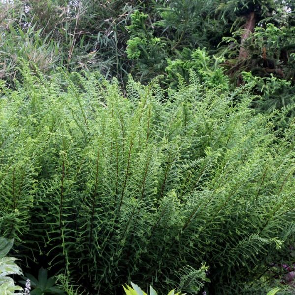 Dre's Dagger Fern