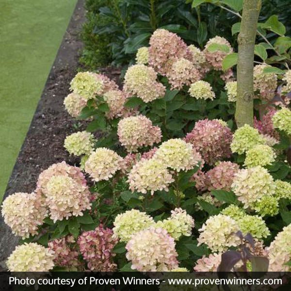 Little Lime® Panicle Hydrangea