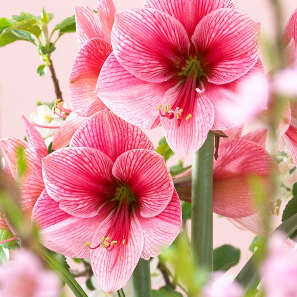 Purple Rain Amaryllis