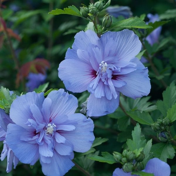 Blue Chiffon® Rose of Sharon Shrub