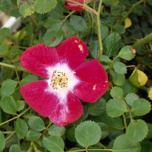 Oso Easy® Cherry Pie Rose