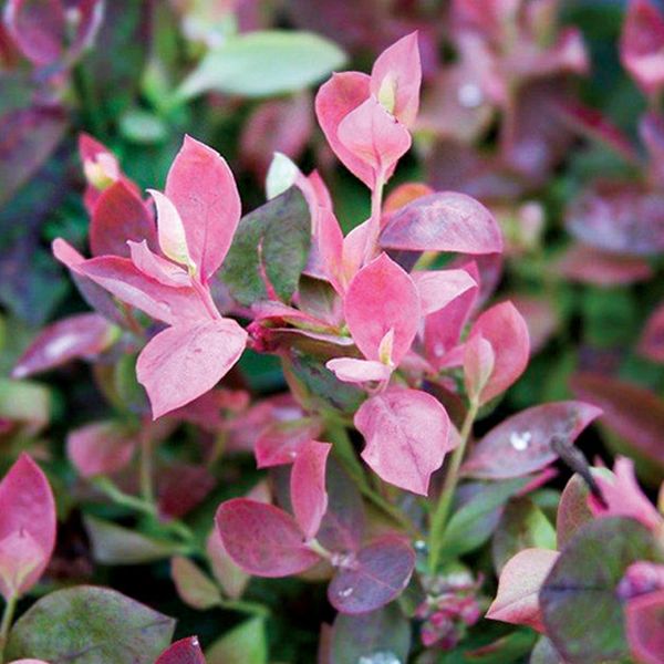 Bushel and Berry® Pink Icing® Blueberry Bush