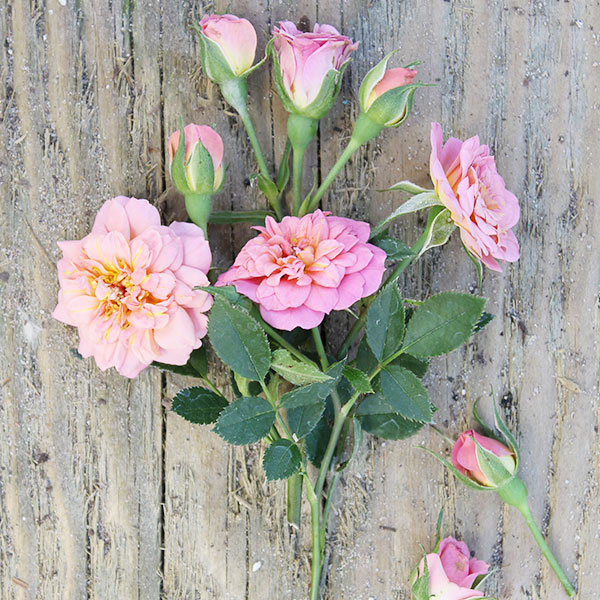 Oso Happy® Petit Pink Rose