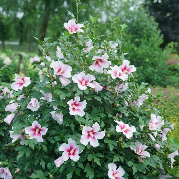 Proven Winners® Paraplu Pink Ink® Rose of Sharon