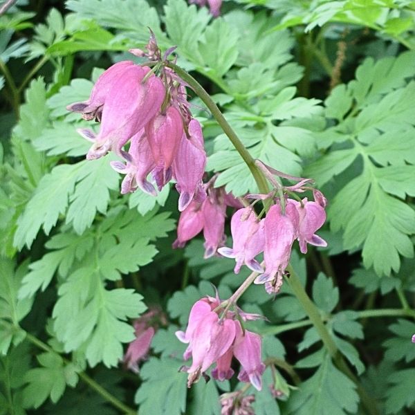 Cupid® Bleeding Heart