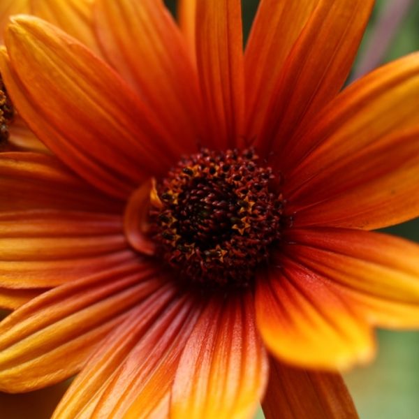 Close-up of red, orange heliopsis flowers on Bleeding Hearts False Sunflower.