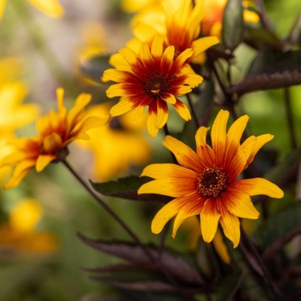 Bleeding Hearts False Sunflower (Heliopsis 'Bleeding Hearts'), a perennial featuring red, orange flowers and perennial.