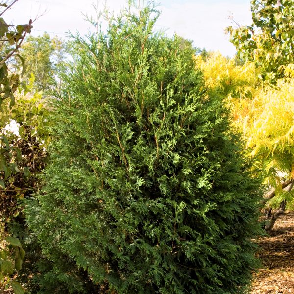 First Editions® Technito® Arborvitae