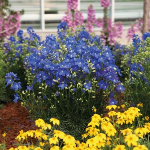 Blue Mirror Delphinium