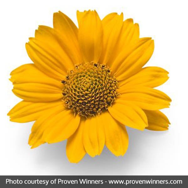 Tuscan Sun Sunflower