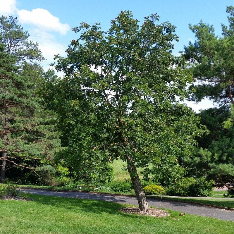Mature Ohio Buckeye tree with a broad rounded canopy of green summer foliage on a landscaped park lawn