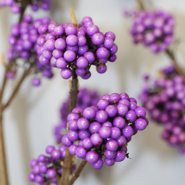 Plump & Plentiful™ Lilac Beautyberry