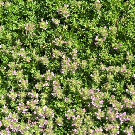 Creeping Thyme