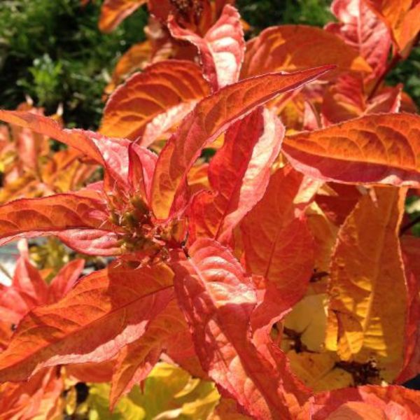 Kodiak® Orange Bush Honeysuckle