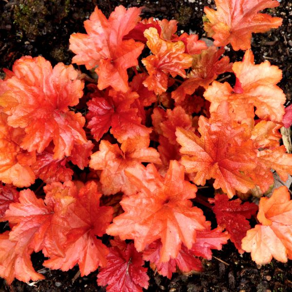 Paprika Coral Bells