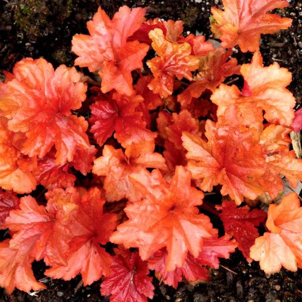 Paprika Coral Bells