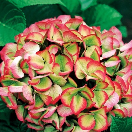 Everlasting™ Garnet Hydrangea