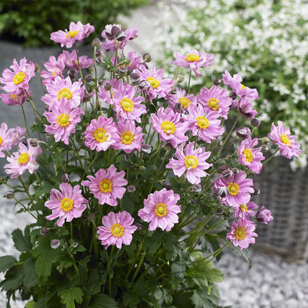 Fantasy™ Pocahontas Anemone