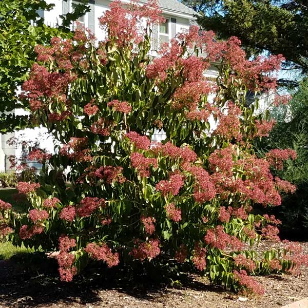 First Editions® Tianshan® Seven-Son Flower