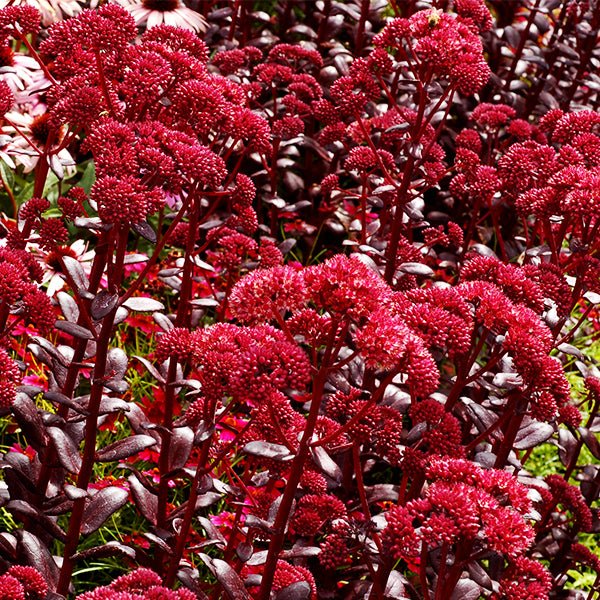 Touchdown™ Teak Sedum