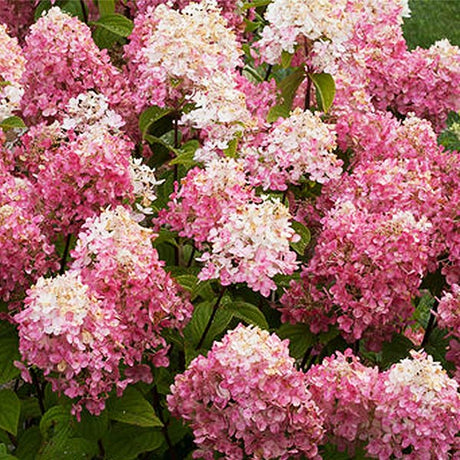 Fire Light® Panicle Hydrangea