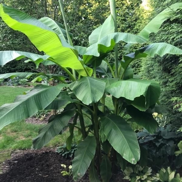 Northern Wonder Banana™