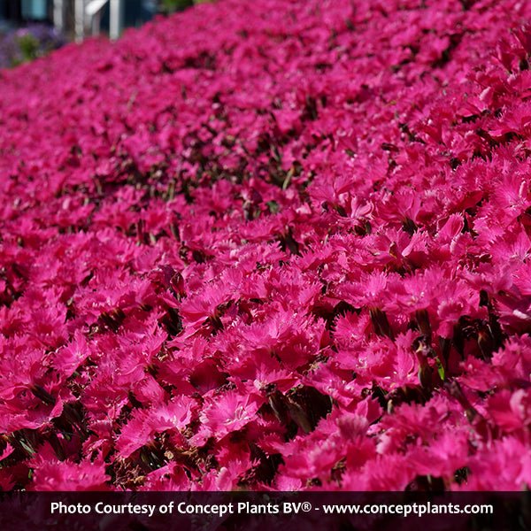 Vivid™ Bright Light Dianthus