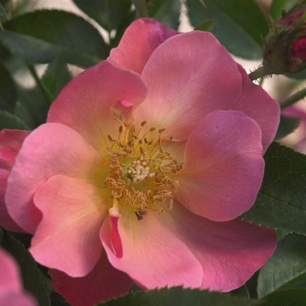 Easy Elegance® All the Rage Rose