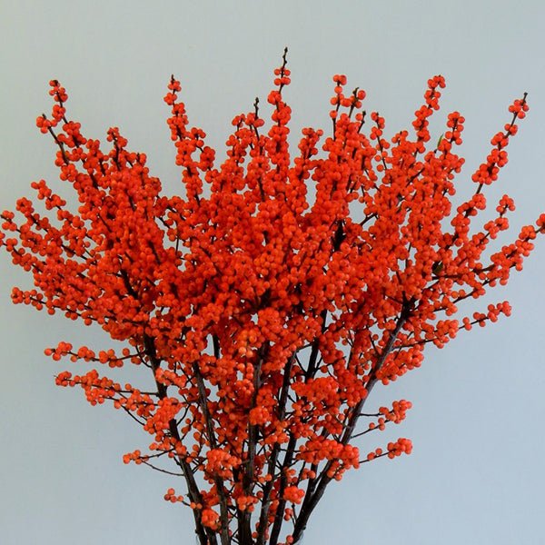 Magical® Daydream Winterberry Holly