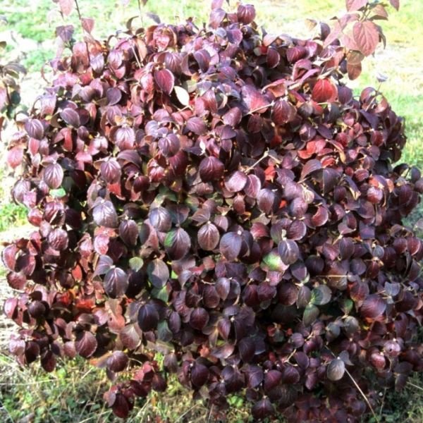 Spice Island™ Korean Spice Viburnum