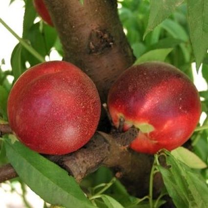Arctic Rose White Nectarine Tree