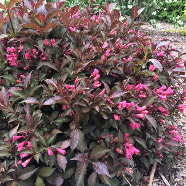 Shining Sensation™ Weigela