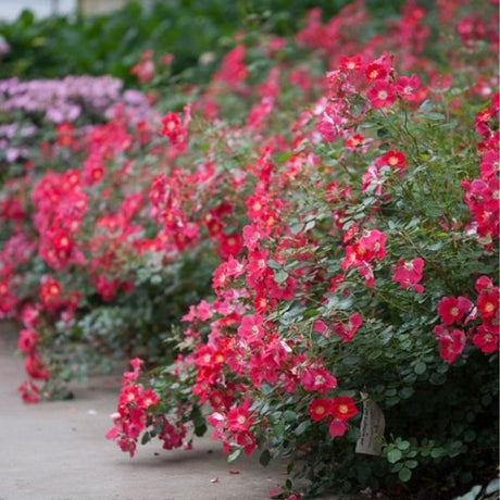 Oso Easy® Cherry Pie Rose