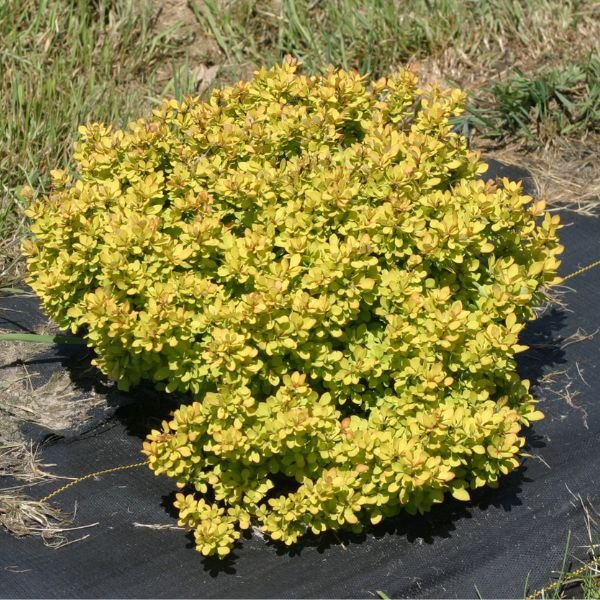 Sunjoy® Mini Saffron Barberry