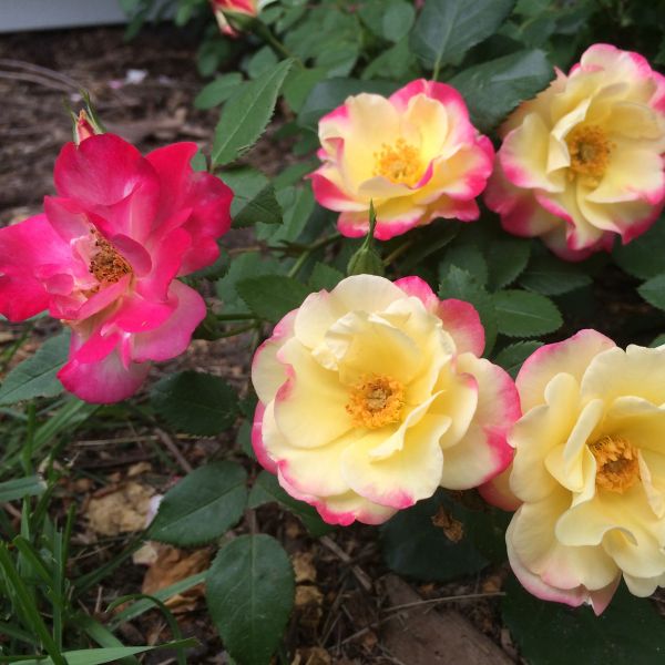 First Editions® Campfire Rose