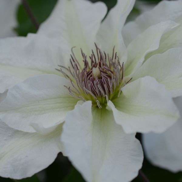 Boulevard® Kitty™ Clematis