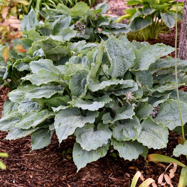 Shadowland™ Diamond Lake Hosta