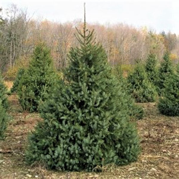Serbian Spruce Tree