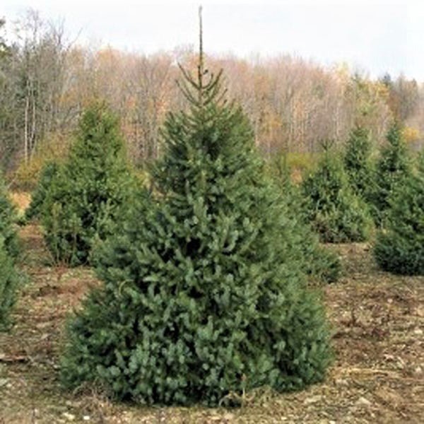Serbian Spruce Tree