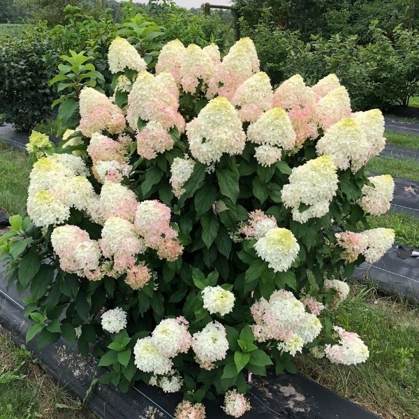 Quick Fire Fab® Panicle Hydrangea