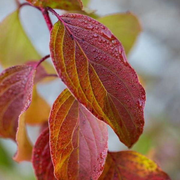 First Editions® Cayenne Dogwood