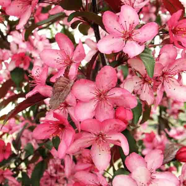 Royal Raindrops® Flowering Crabapple