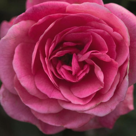 Easy Elegance® Grandma's Blessing Rose