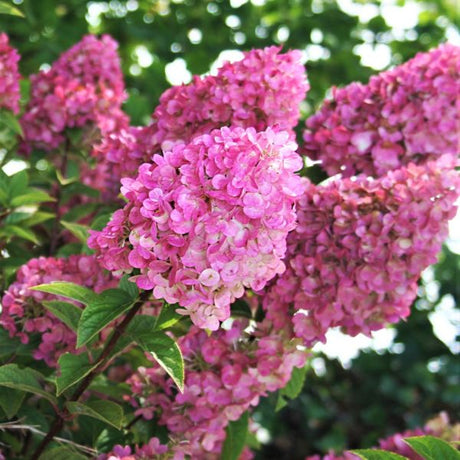 First Editions® Strawberry Sundae® Panicle Hydrangea