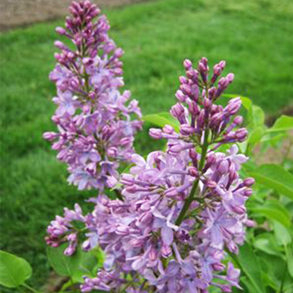 Tiny Dancer™ Lilac