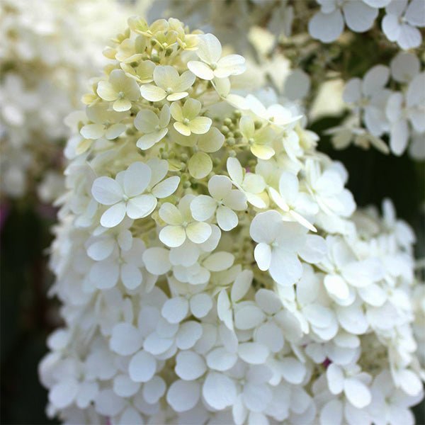 Bobo® Panicle Hydrangea