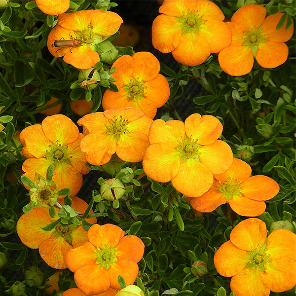 Bella Sol™ Potentilla